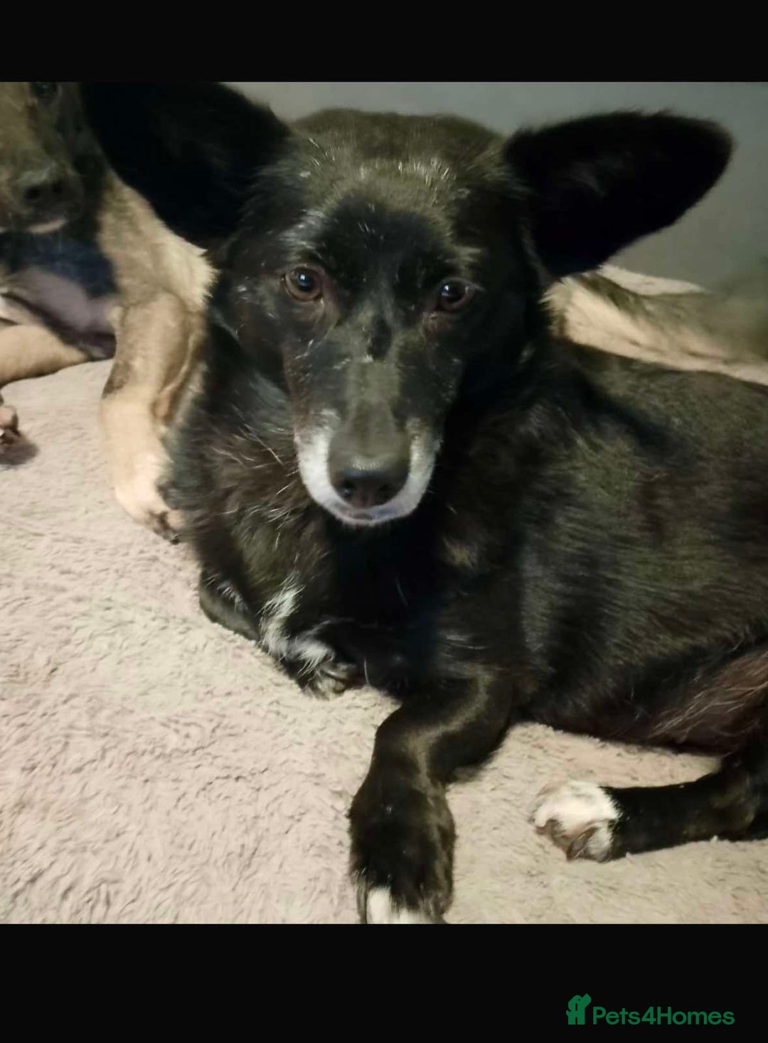 Mixed Breed dogs for adoption: Meet Lizzie (aka Lizzie Lou) - Image 1