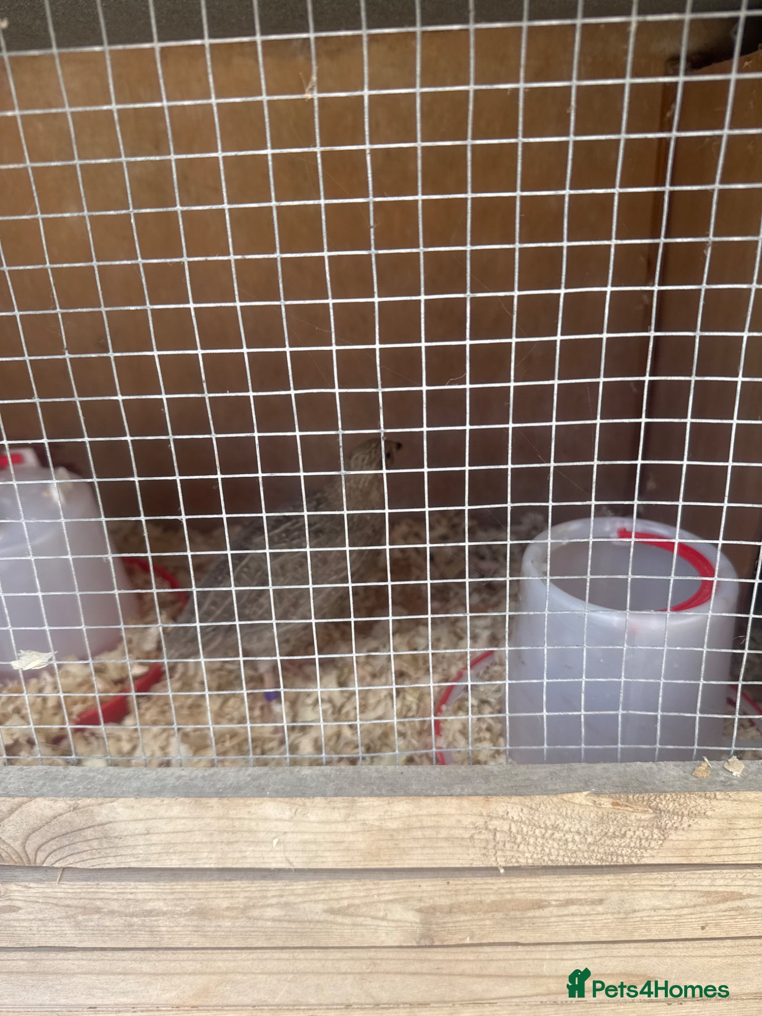 Quail poultry Female quail and Italian male  - Advert 3