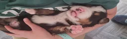 Bernese Mountain Dog dogs for sale: KC Bernese Mountain Dog pups home with mum & dad - Advert 3