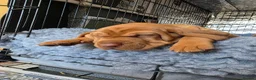Hungarian Vizsla dogs for sale: Hungarian Vizsla Puppies – Rich Geltwood Heritage - Advert 30