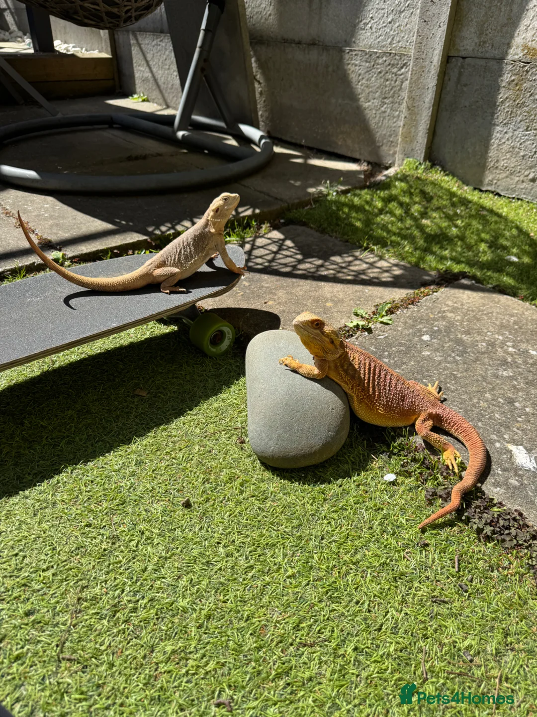 Bearded Dragon reptiles for sale: Healthy Rescue Female Bearded Dragon + Full Setup - Advert 2