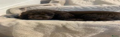 Cocker Spaniel 8