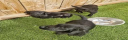 Mixed Breed dogs for sale: Giant schnauzer x Labrador puppies  - Advert 3