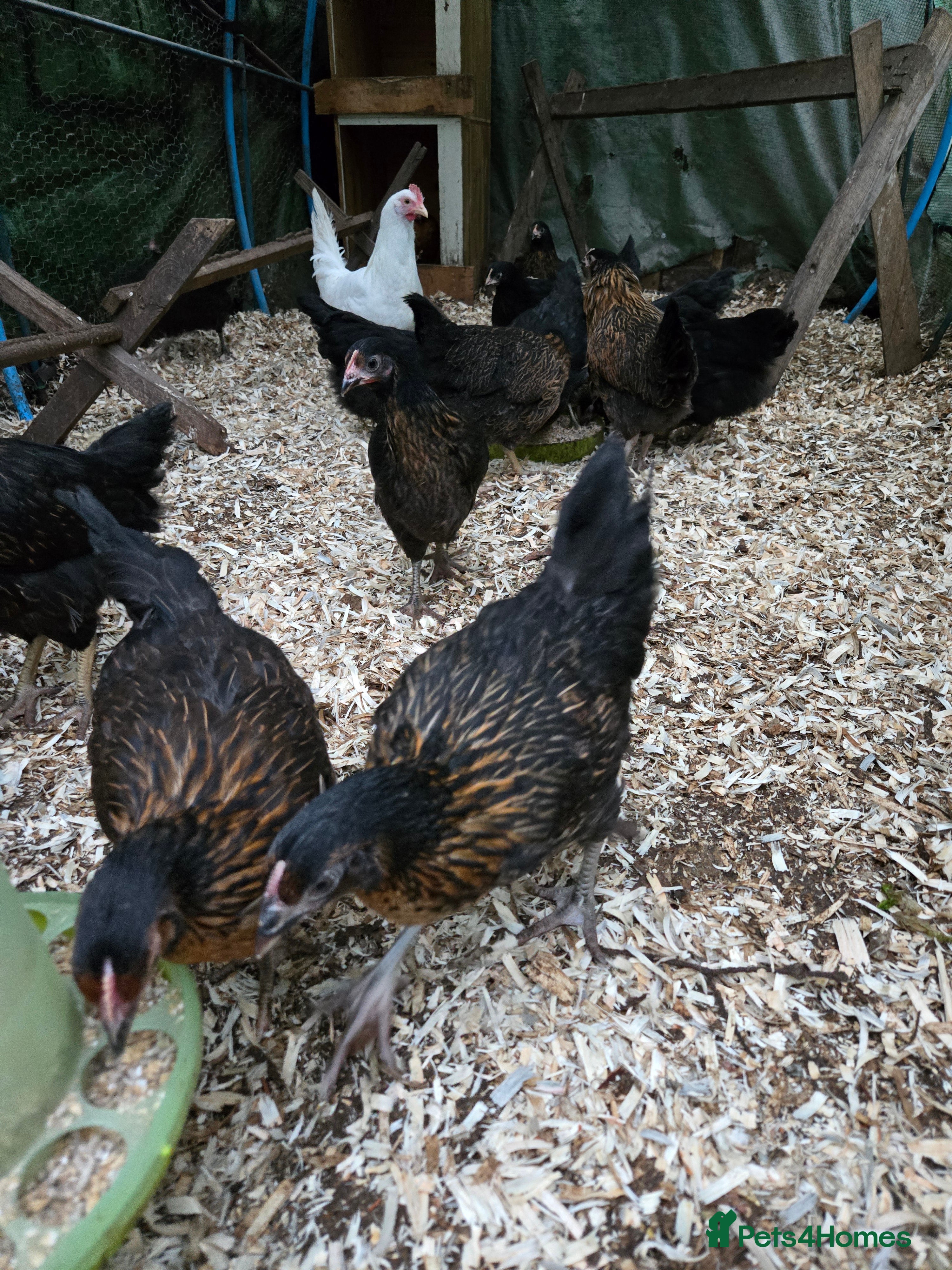 Chickens poultry Blackrocks chickens  - Advert 20