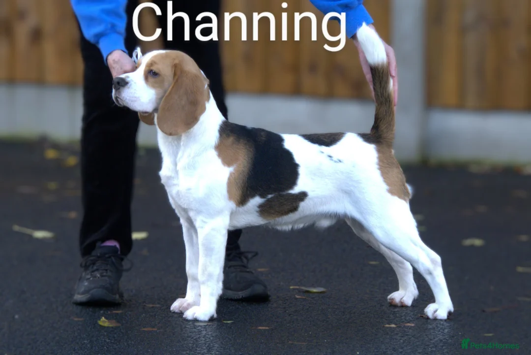 Bocker dogs for sale: STUNNING COCKER X BEAGLE PUPPIES  - Advert 24