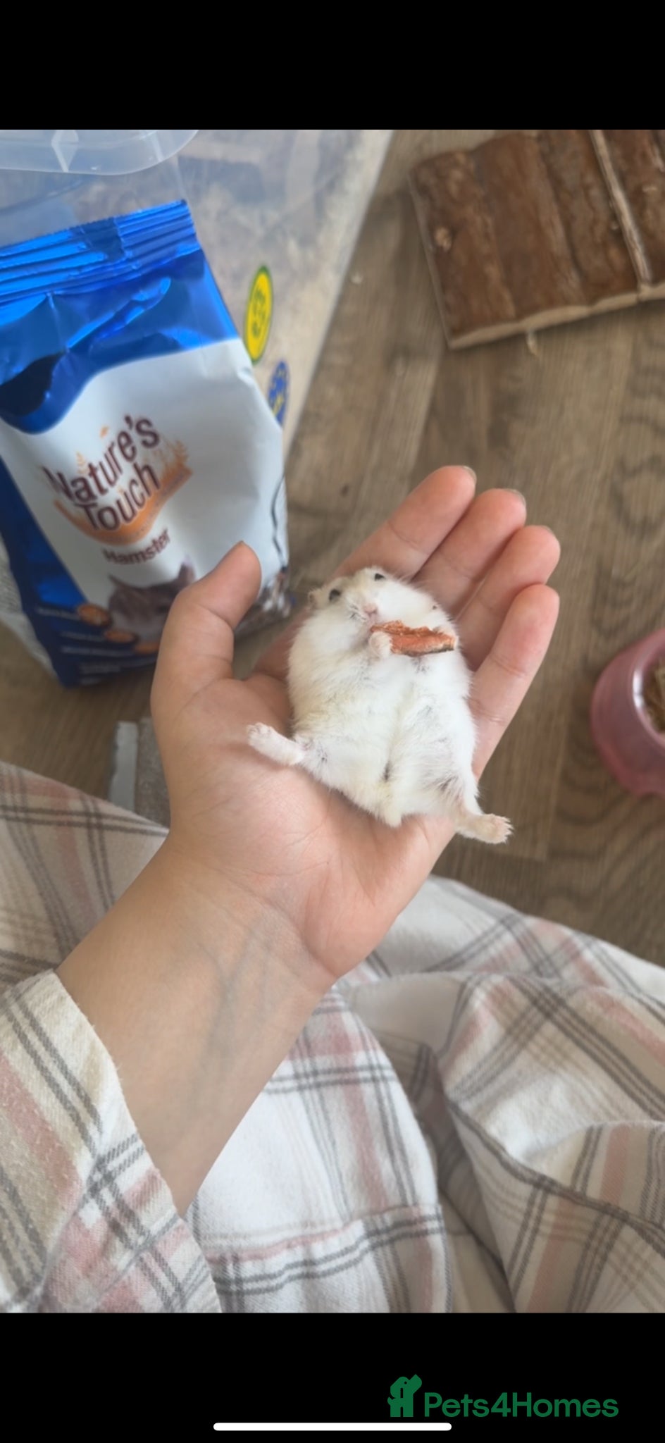 Hamster rodents Russia Hamster dwarf - Advert 10