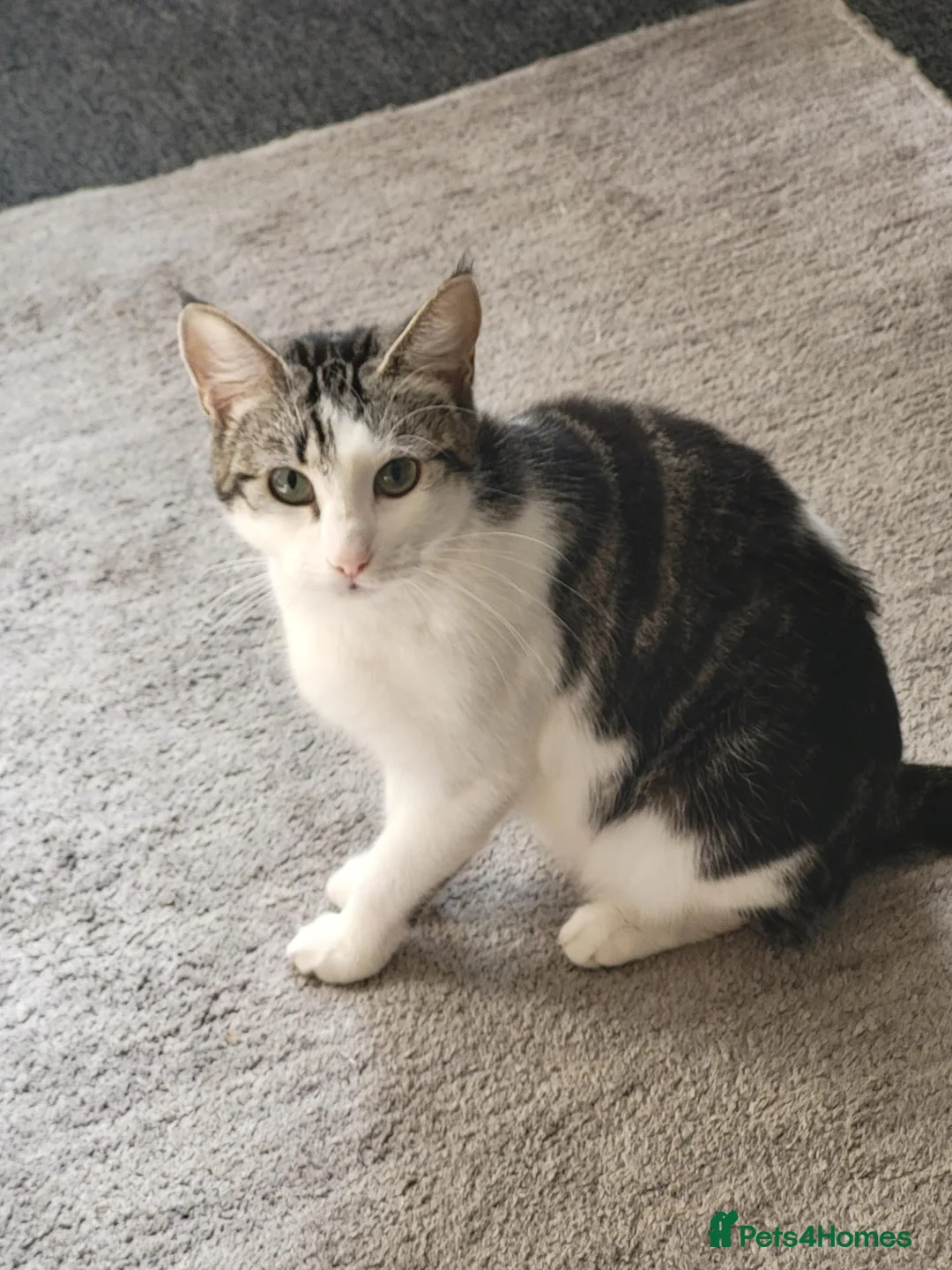 British Shorthair cats for sale: Female named willow  in Margate - Advert 3