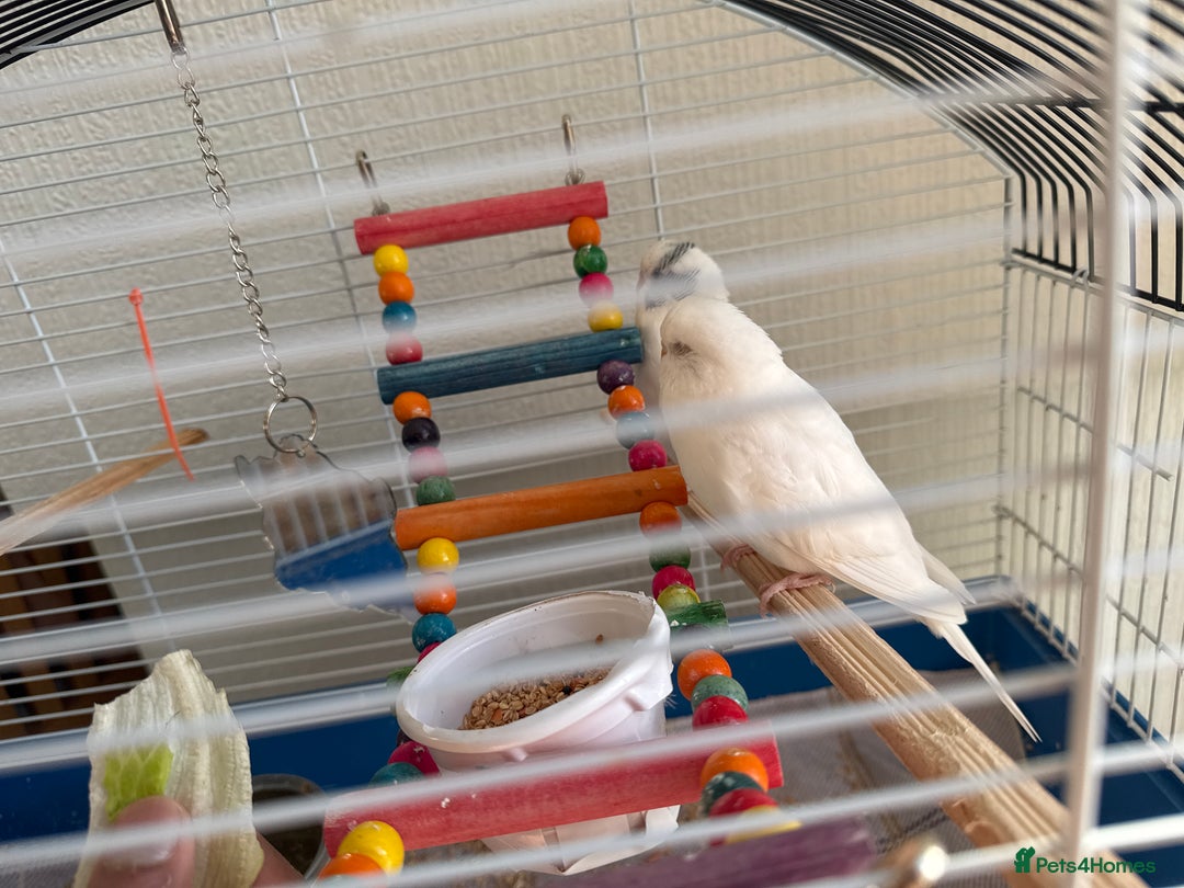 Budgerigars birds for sale: Budgies - Advert 1