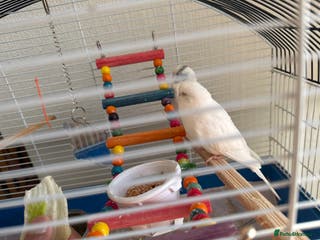 Budgerigars birds Budgies - Advert 10