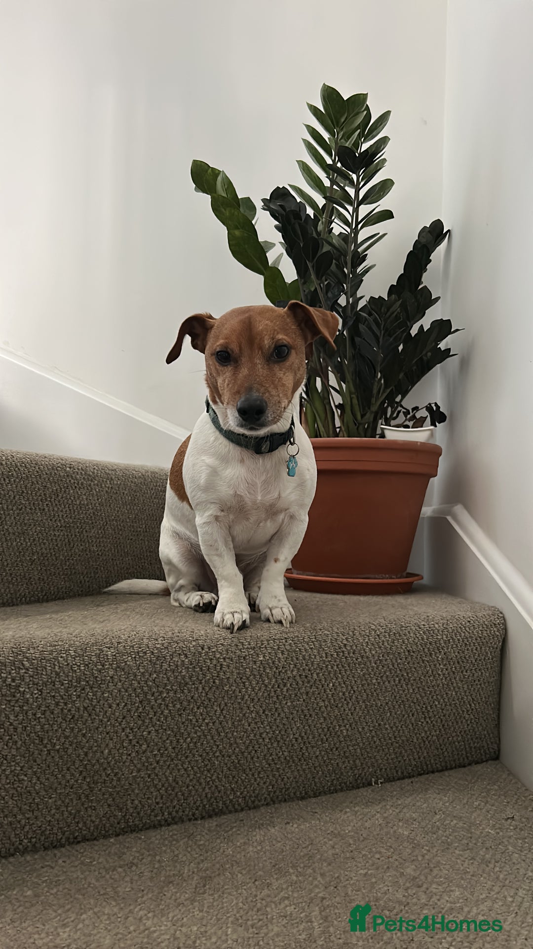 Jack Russell dogs for sale: 8 year old Jack Russell - Advert 3