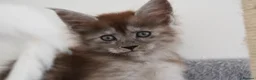 Maine Coon cats for sale: Majestic fluffballs FOR SALE - Advert 5