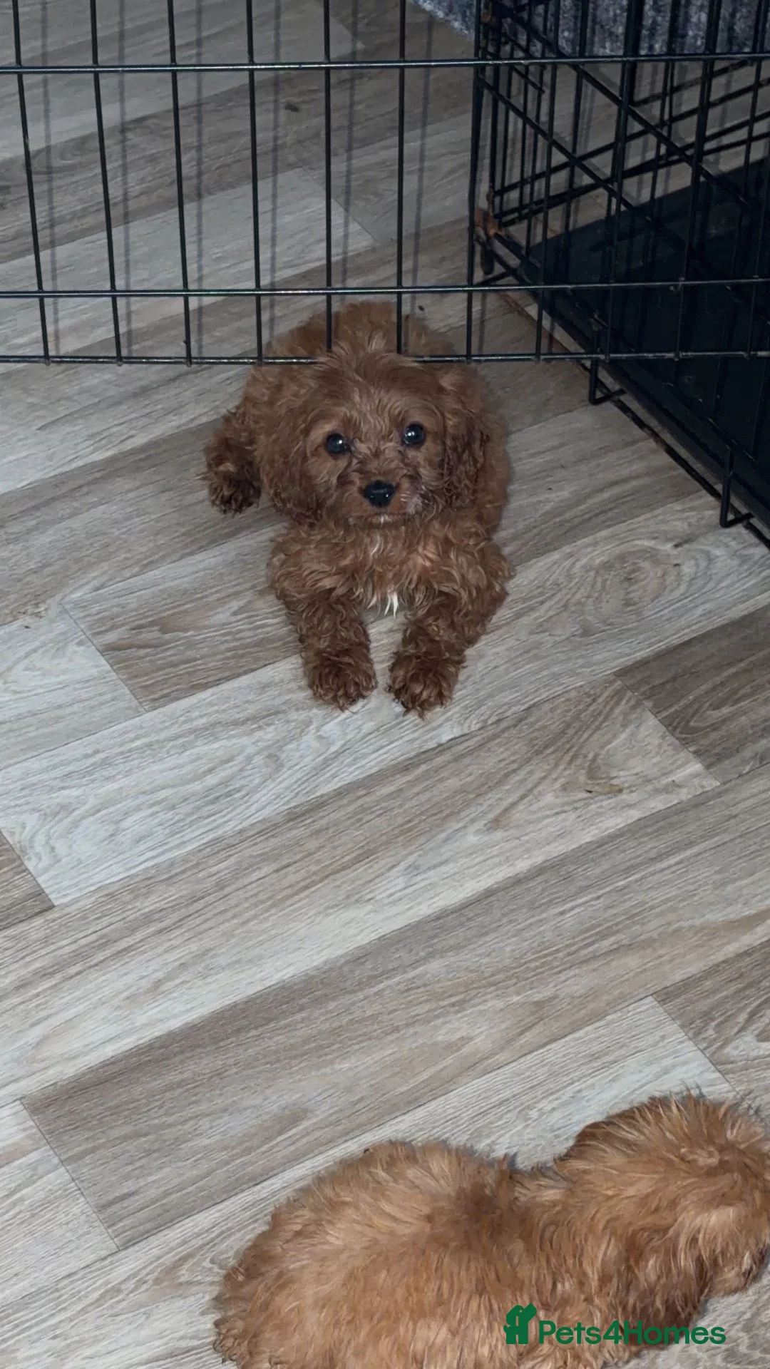 Cavapoo dogs for sale: Cavapoo puppies  - Advert 13