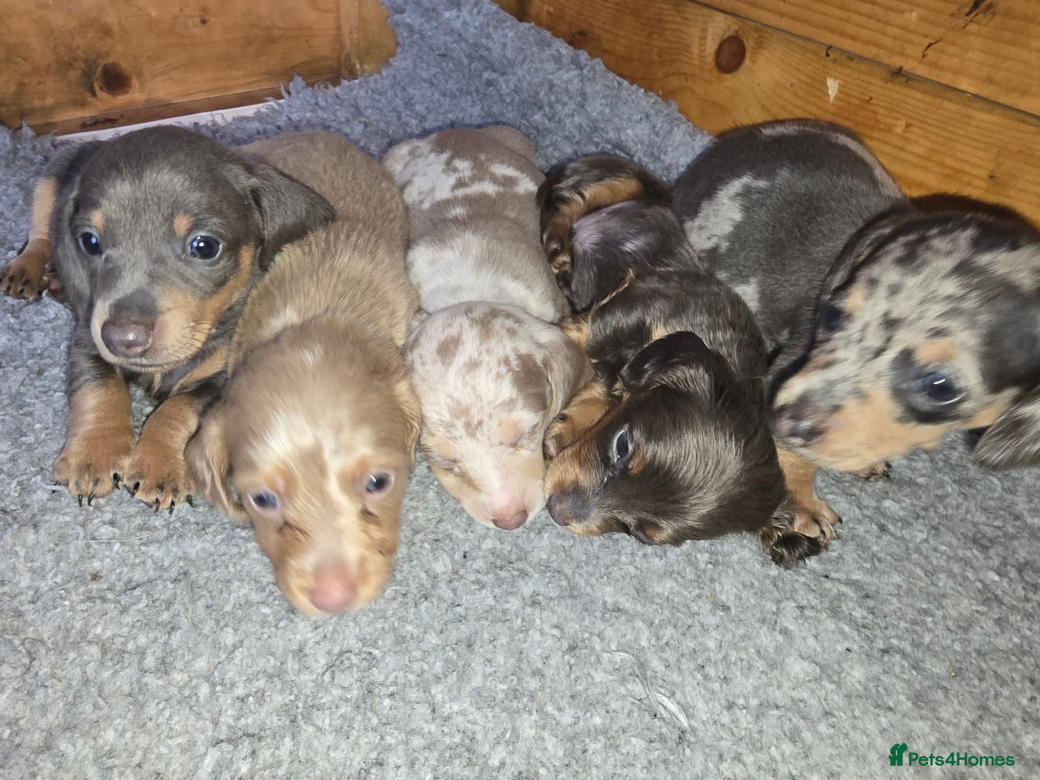 Miniature Dachshund dogs Adorable minature Dashounds - Advert 2