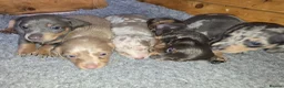 Miniature Dachshund dogs for sale: Adorable minature Dashounds - Advert 2