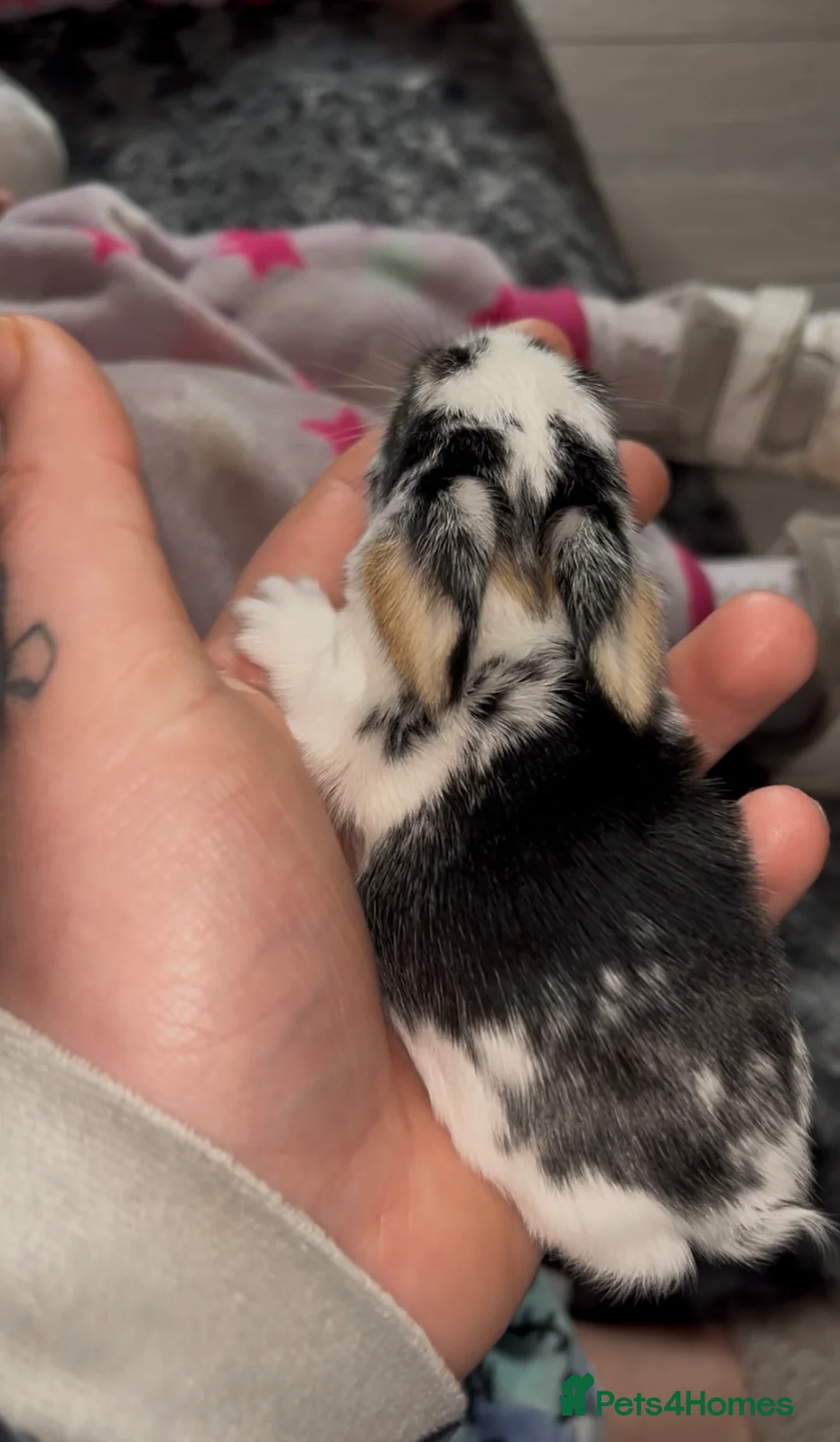 Mini Lop rabbits for sale: 3 mini lop bunnies - Advert 2