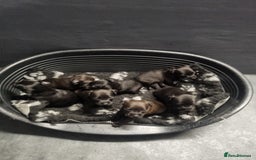 Patterdale Terrier dogs for sale: PATTERDALE PUPS FOR SALE (Nutall lines) - Image 24