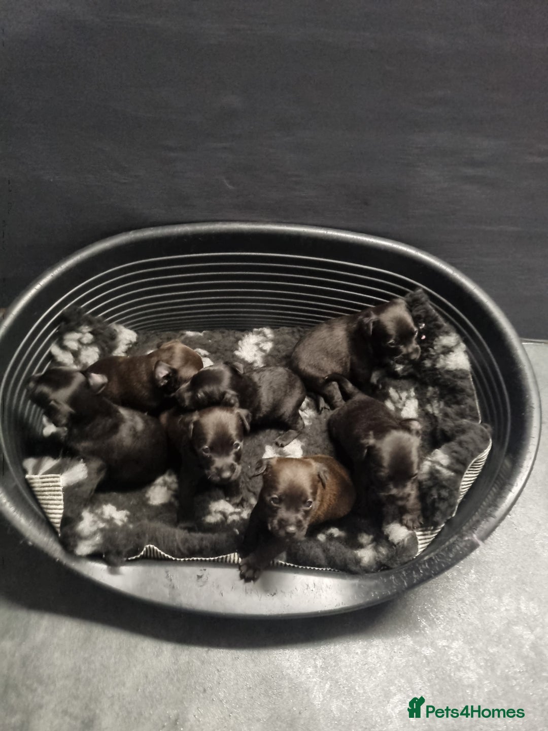 Patterdale Terrier dogs for sale: PATTERDALE PUPS FOR SALE (Nutall lines) - Image 24