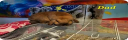 Mini Lop rabbits for sale: Mini lops 2 males - Advert 24