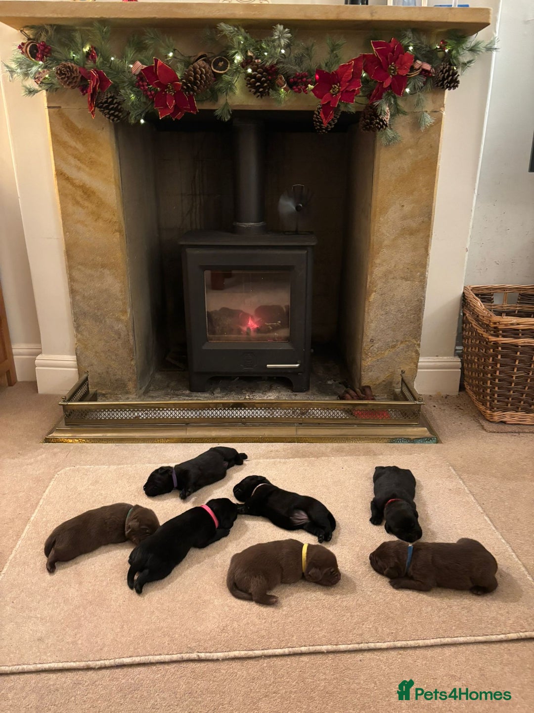 Labrador Retriever dogs for sale: Labrador Puppies – Black & Chocolate  - Advert 1