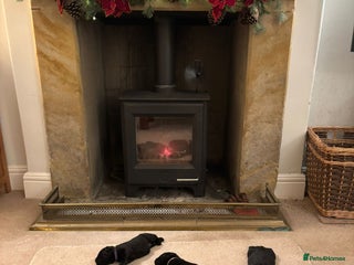 Labrador Retriever dogs Labrador Puppies – Black & Chocolate - Advert 9