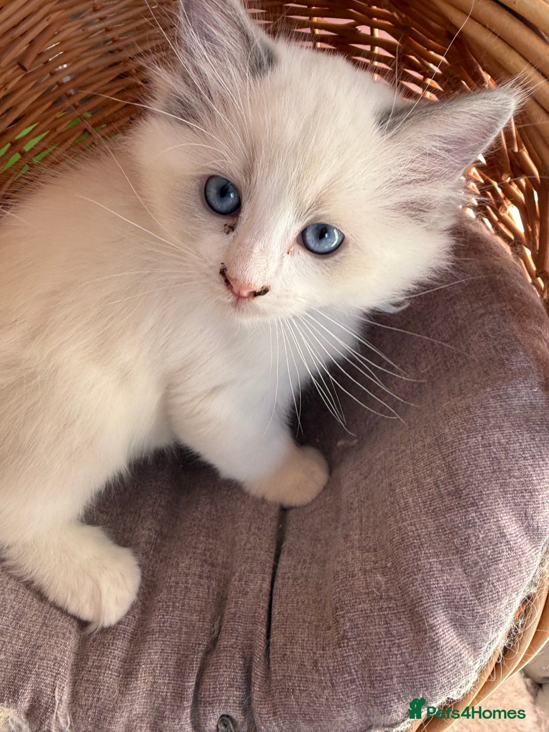 Ragdoll cats for sale: Registered Ragdoll kittens - Advert 4