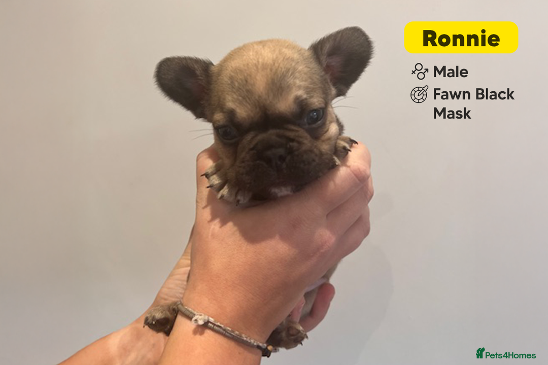 French Bulldog dogs for sale: Stunning KC Registered French Bulldog Puppies - Advert 14
