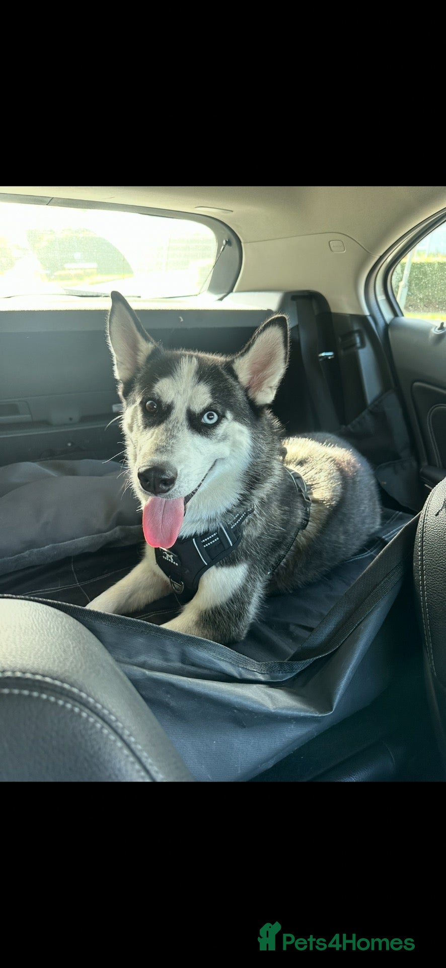 Siberian Husky dogs 10 Month Old Siberian Husky — Sweet Girl  - Advert 1