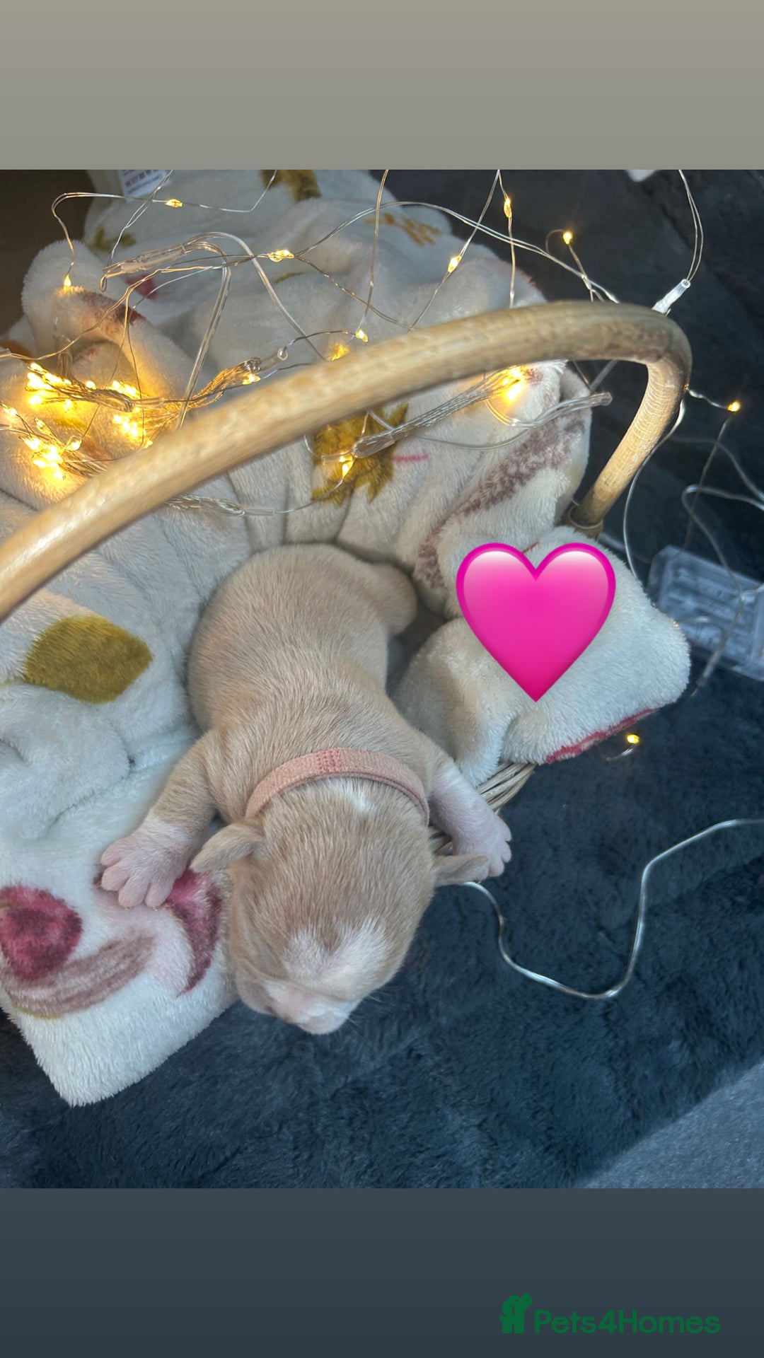 Olde English Bulldogge dogs for sale: STUNNING NEBBR OLDE ENGLISH BULLDOGGE PUPPIES in Epping - Image 20