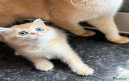 British Shorthair cats for sale: GCCF reg British Shorthair Chocolate Gold Kittens  in London - Image 23