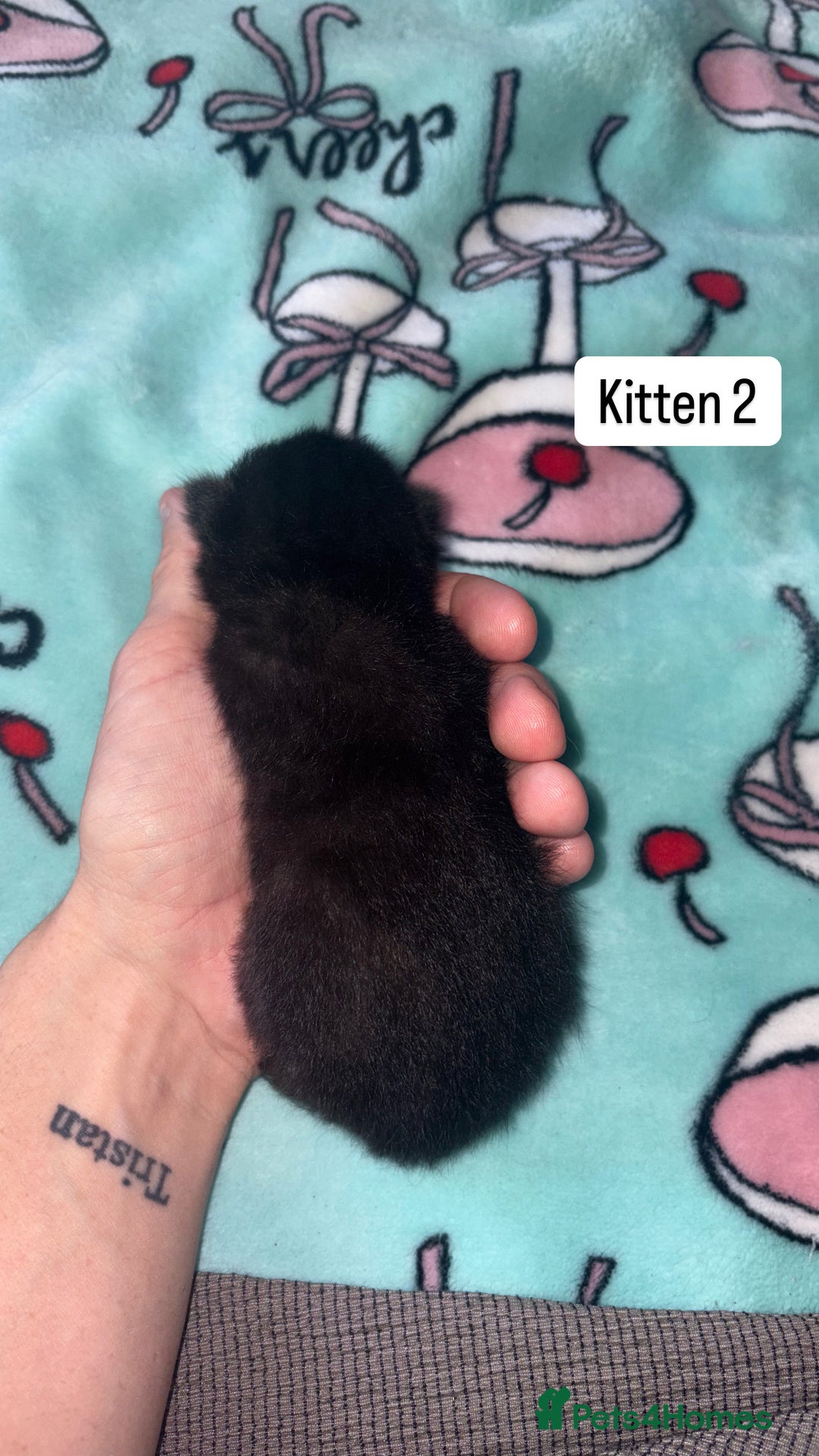 Domestic Shorthair cats for sale: 3 beautiful kittens - Image 10