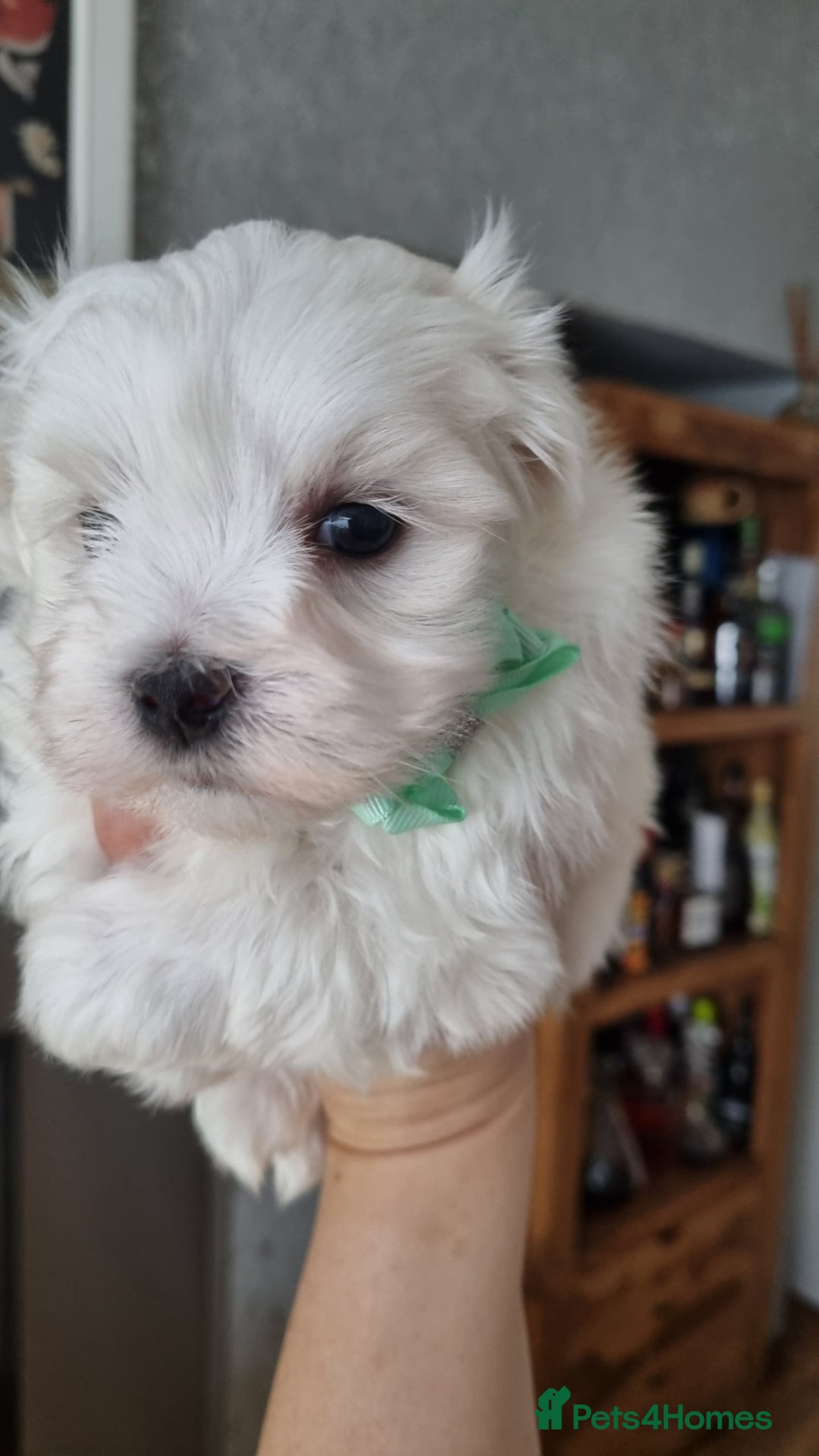 Maltese dogs for sale: Maltese pure breed 3xBoys ready on 14 December  - Advert 6