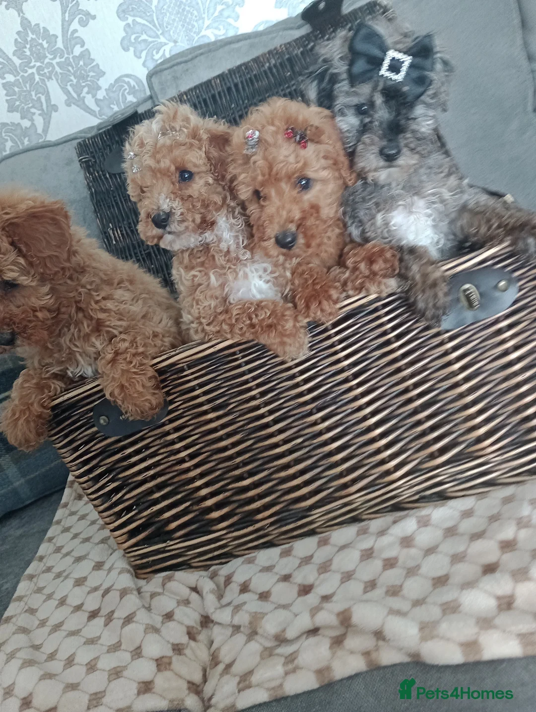 Mixed Breed dogs for sale: 🐕🌹 5 beautiful girls, miniature poodle 🌹🐕 in Barnsley - Advert 29