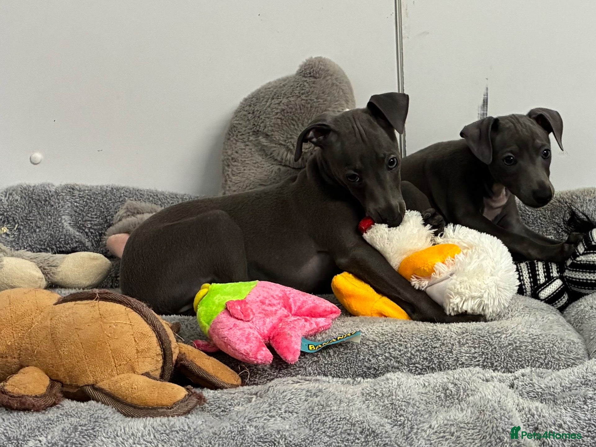 Italian Greyhound dogs BEAUTIFUL ITALIAN GREYHOUND PUPPIES  - Advert 4