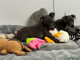 Italian Greyhound dogs BEAUTIFUL ITALIAN GREYHOUND PUPPIES - Advert 4