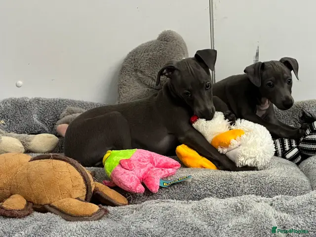 Italian Greyhound dogs for sale: BEAUTIFUL ITALIAN GREYHOUND PUPPIES - Advert 10