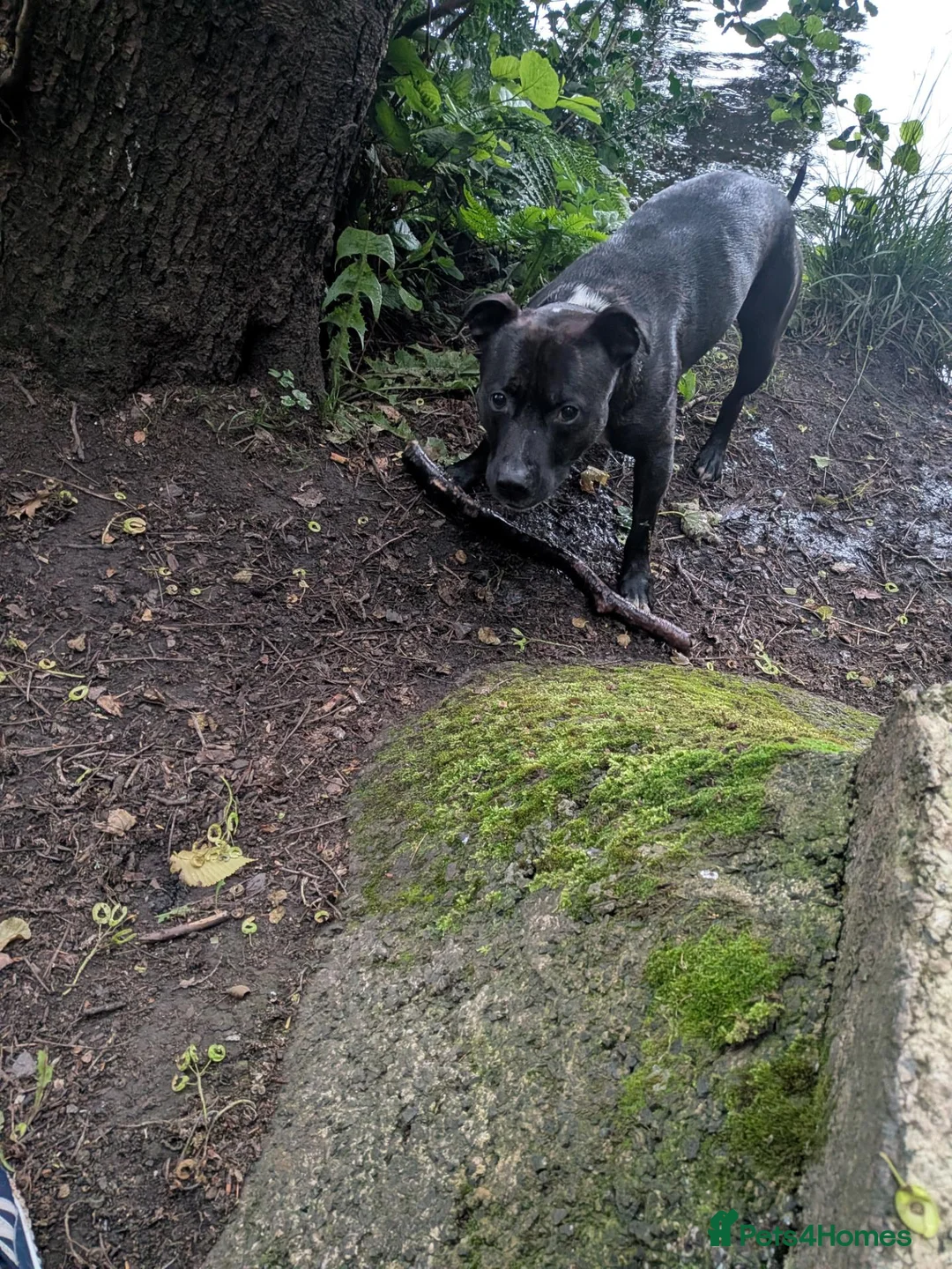 Staffordshire Bull Terrier dogs for stud: Zeus 🐅 - Advert 2