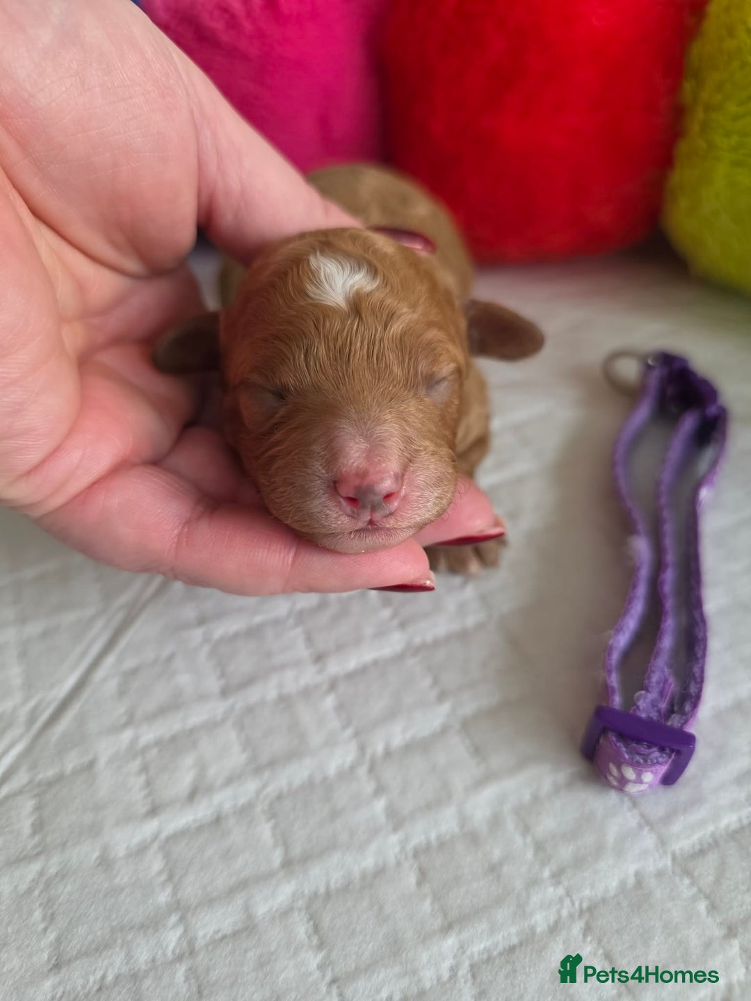 Cavapoo dogs for sale: 🥇 Finest Quality Beautiful F1b Cavapoos 🥇 - Advert 16