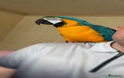 Macaws birds for sale: Blue and gold macaw  - Image 5