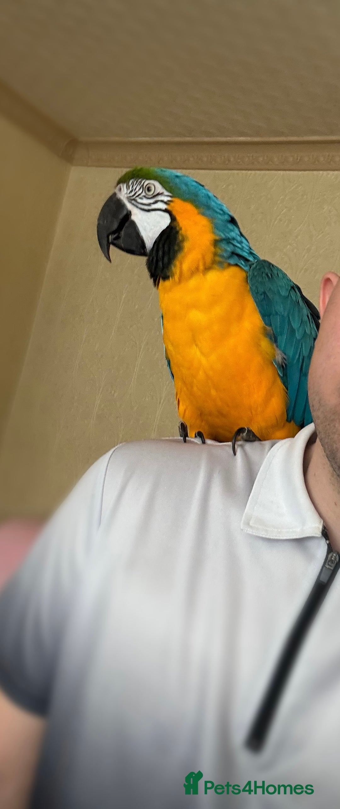 Macaws birds for sale: Blue and gold macaw  - Image 5