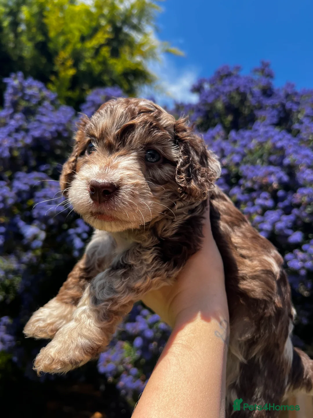 Cockapoo dogs for stud: F1 cockapoo stud health tested in Harwich - Advert 7