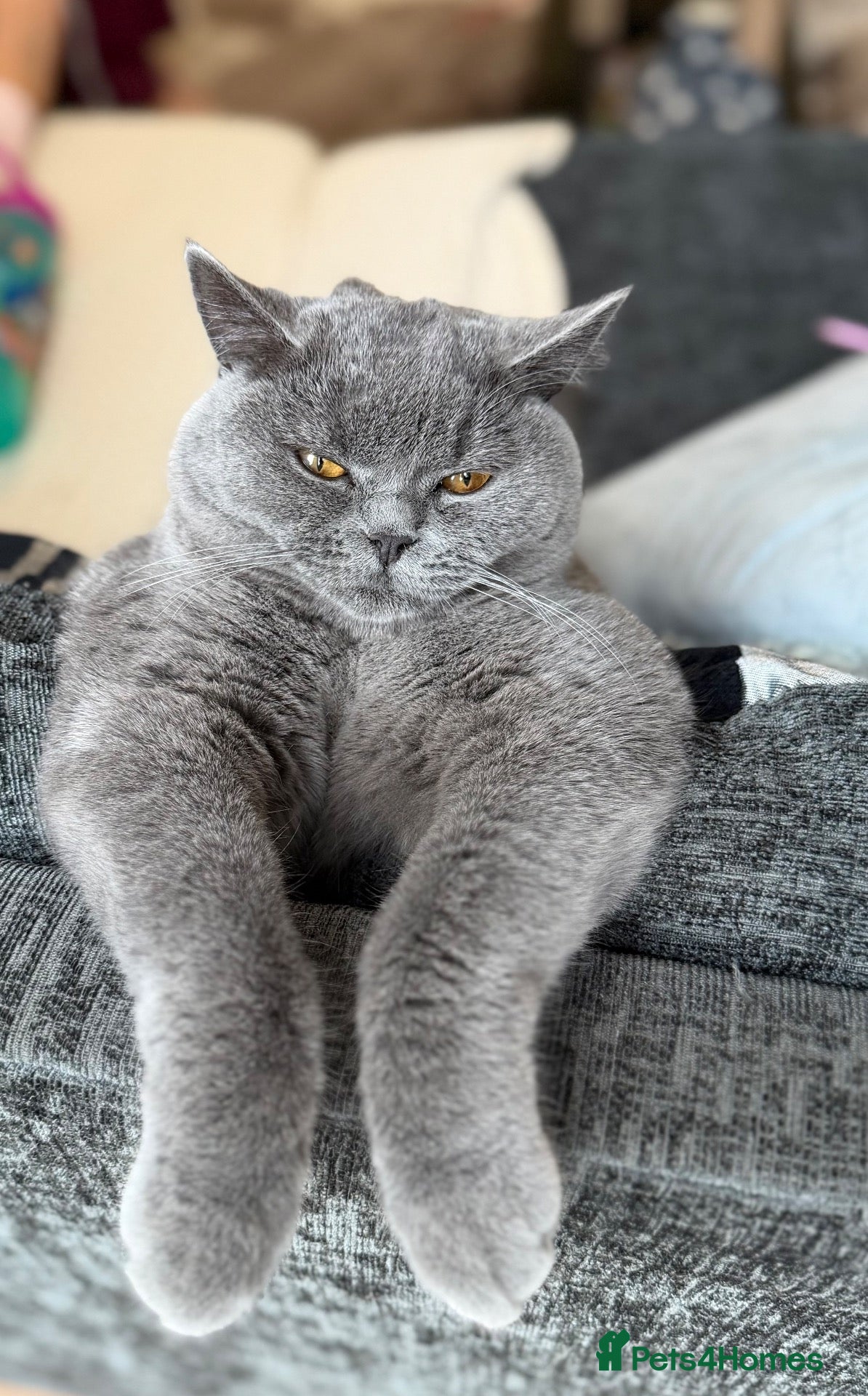 British Shorthair cats British Shorthair Kitten – Ready Now - Advert 1