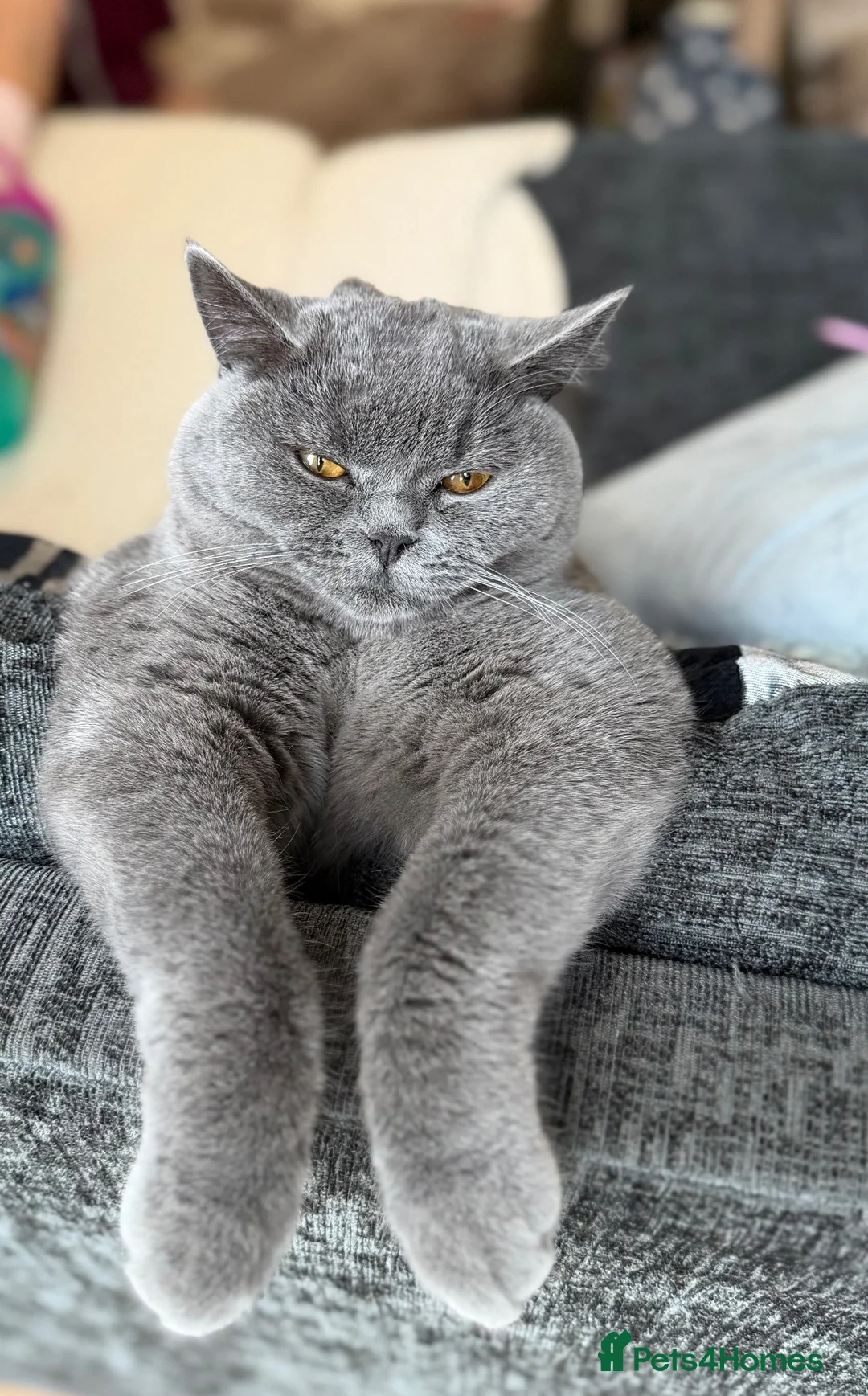 British Shorthair cats for sale: British Shorthair Kitten – Ready Now in Birmingham - Advert 1