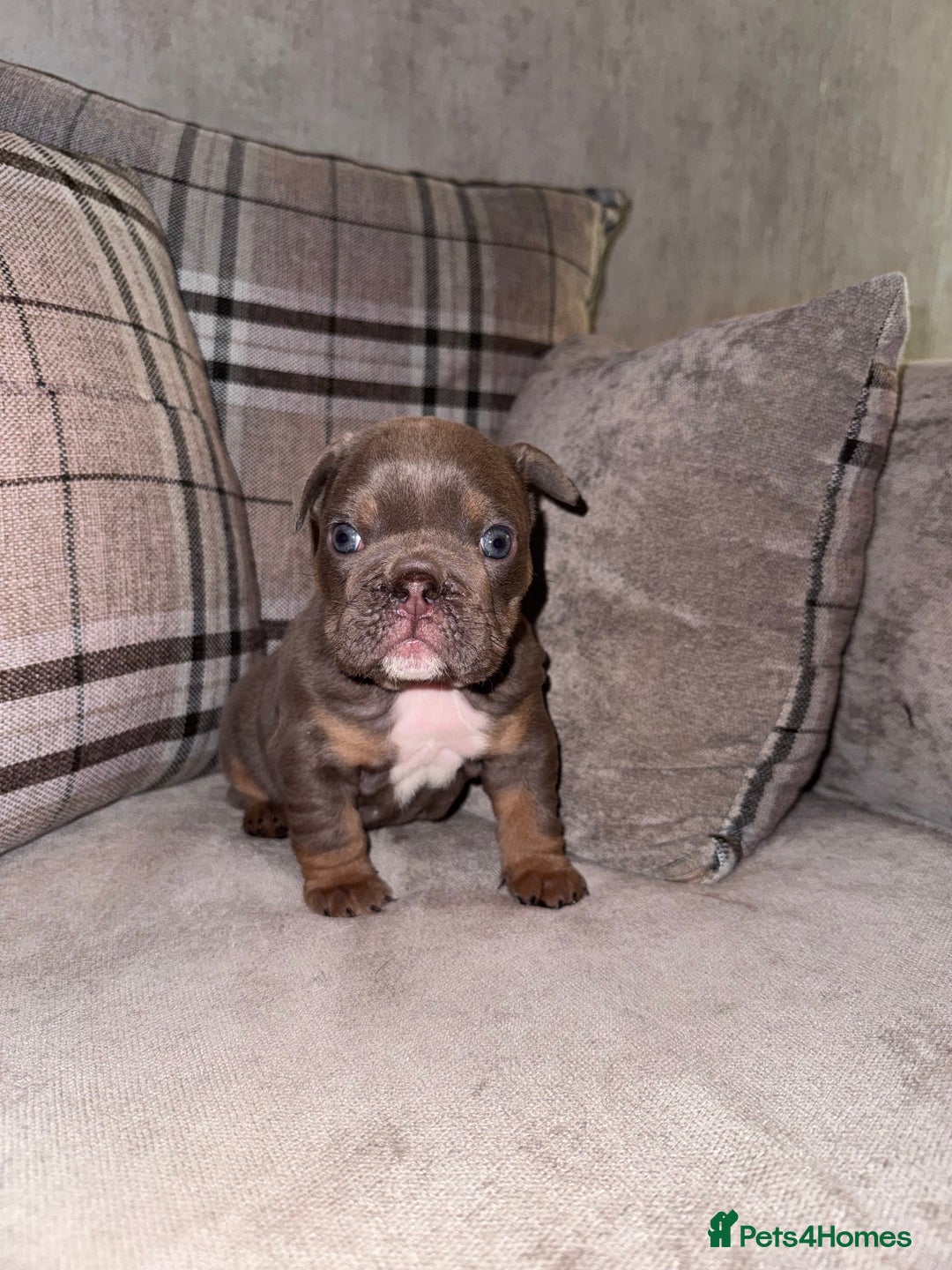 English Bulldog dogs for sale: English Bulldogs ready to leave 10/12/25  - Advert 19