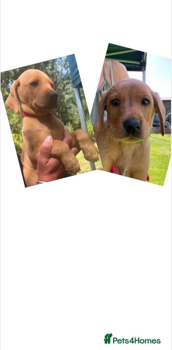 Labrador Retriever dogs *READY NOW* 2 BIG STRONG DARK FOX RED MALES - Advert 2