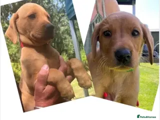 Labrador Retriever dogs *READY NOW* 2 BIG STRONG DARK FOX RED MALES - Advert 2