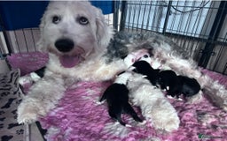 Old English Sheepdog dogs for sale: Old English Sheepdog pups due September  - Image 11