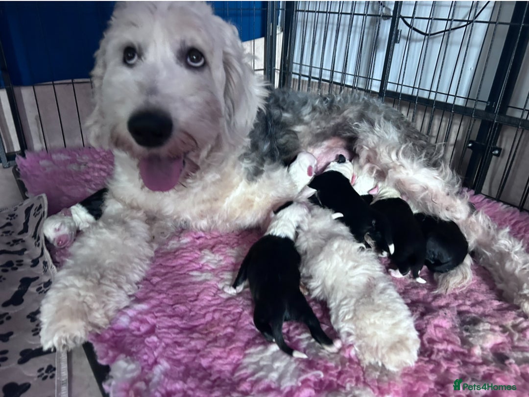 Old English Sheepdog dogs for sale: Old English Sheepdog pups due September  - Image 11