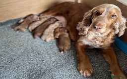 Cockapoo dogs for sale: Adorable F1 Cockapoo Puppies  - Image 2