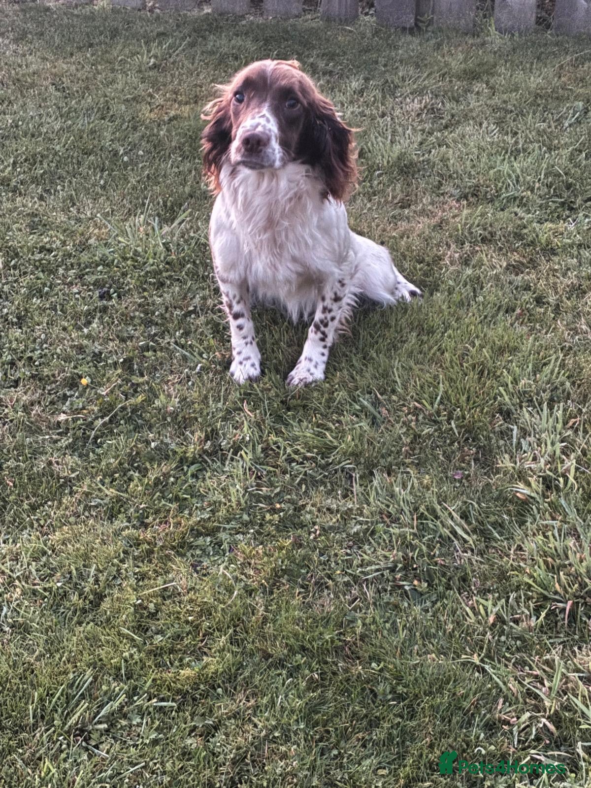 English Springer Spaniel dogs Female Springer Spaniel pup - Advert 9