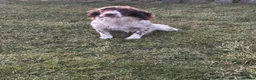 English Springer Spaniel dogs for sale: Female Springer Spaniel pup - Advert 1
